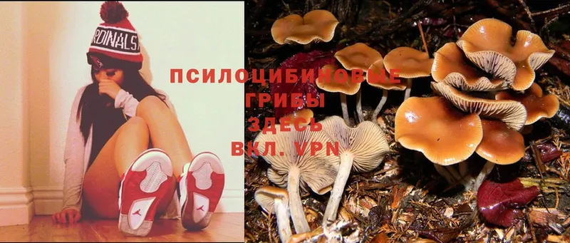 Галлюциногенные грибы MAGIC MUSHROOMS  Вольск 